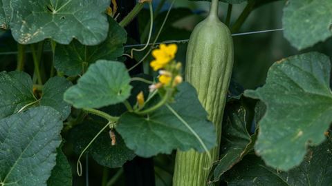 JoseFernadezGarden_Tonnessen_ACES_Mag_072721-17
