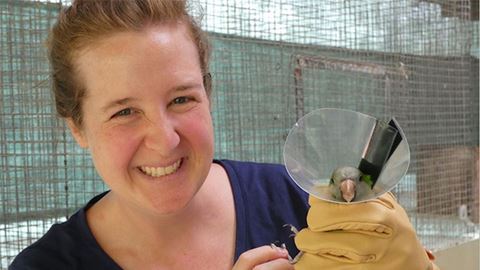 Biology professor collaborates with NMSU alumni in ongoing parrot research