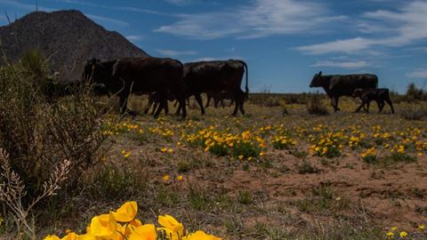 $2 million NSF grant to train NMSU’s future agriculture, artificial intelligence researchers