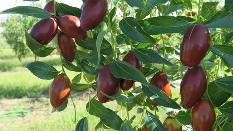 Jujube research use