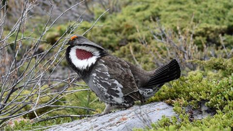 Dusky grouse