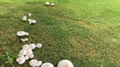 chlorophyllum-cluster1
