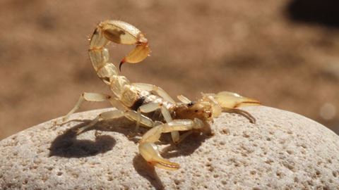 Scorpion