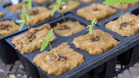 Fall 2022 hemp class