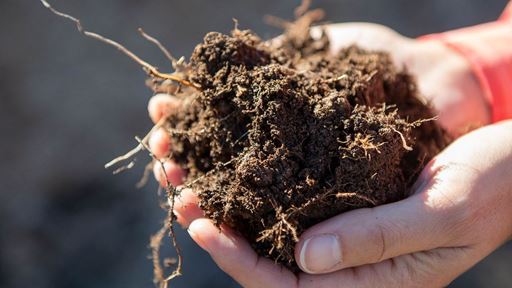 Soil health