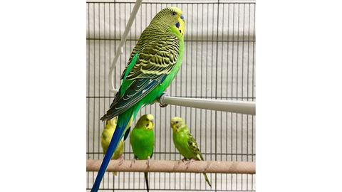 NMSU researchers study older parakeets to find out whether learning declines with age