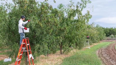 Jujube cultivar trial harvest 2023 at Leyendecker