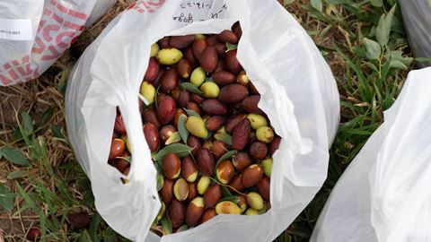 Bag of freshly picked jujubes at Leyendecker