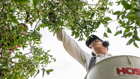 Research team picking jujubes from jujube cultivar trees at Leyendecker