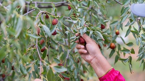 Jujube fruit picking at Leyendecker