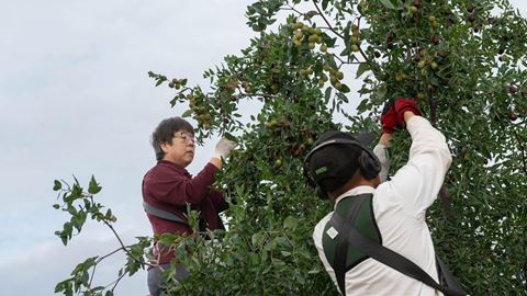 Jujube fruit picking at Leyendecker