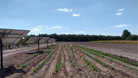 Agrivoltaics NMSU