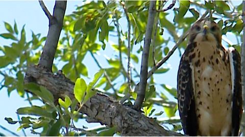 Safety Tip Beware of nesting hawks