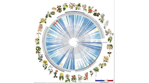 NMSU researchers contribute to understanding flowering plant tree of life