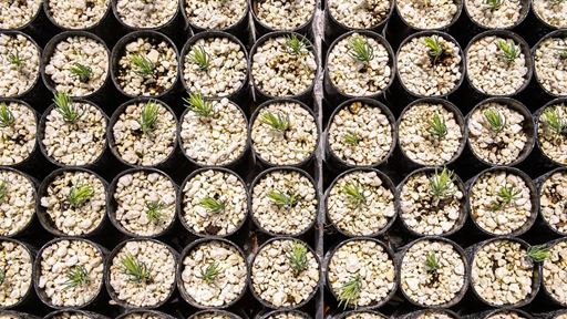 IMAGE DESCRIPTION Rows of tree seedlings in small pots