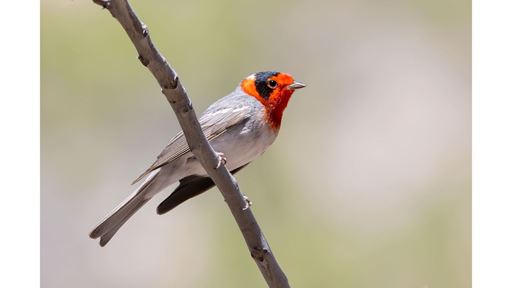 NMSU review of bird migration research method published in premier journal