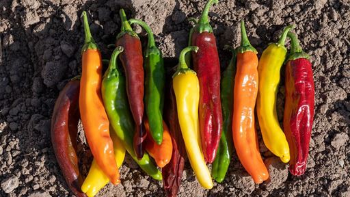 Chile Pepper Institute