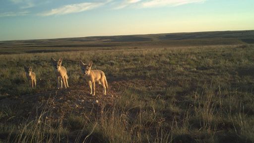 nmsu-cam-photo-wildlife