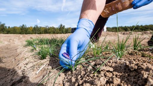 IMAGE DESCRIPTION A hand picking small purple saffron flowers from a field