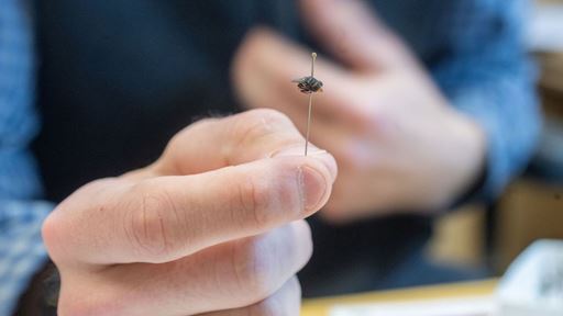 nmsu_aces_screwworm_021026-5