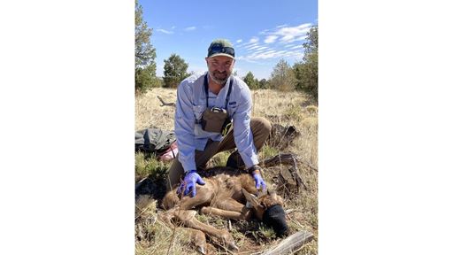 William Grooms then a summer technician on Jimmy Cain s Gila Elk Project in 2022 fits a GPS collar on an elk calf