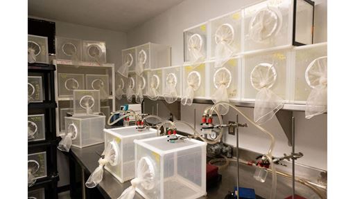 NMSU researchers new formula for mosquito food helps stop spread of disease