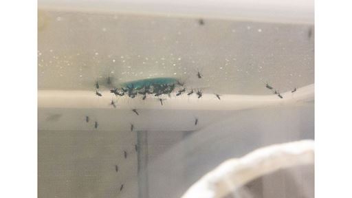 NMSU researchers new formula for mosquito food helps stop spread of disease
