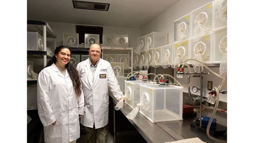 NMSU researchers new formula for mosquito food helps stop spread of disease