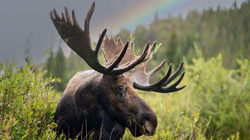 Moose