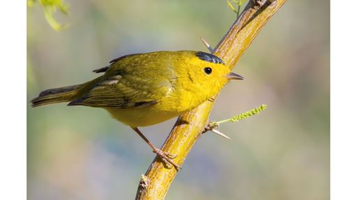 Avian Migration Program prepares NMSU students for conservation careers