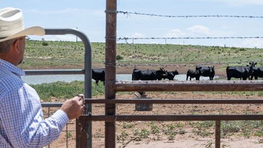 IMAGE DESCRIPTION Man standing near a pen with cattle