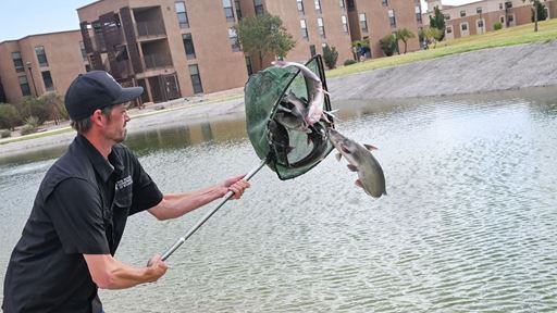 Photo of New Mexico Department of Wildlife personnel stocking channel catfish