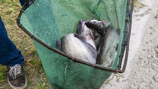 Photo of channel catfish stocked at Alumni Pond