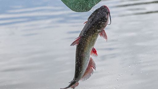 Photo of channel catfish being stocked at Alumni Pond