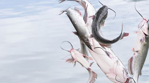 Photo of channel catfish being stocked at Alumni Pond
