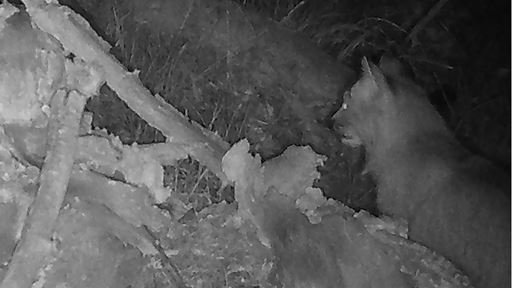 Canada lynx