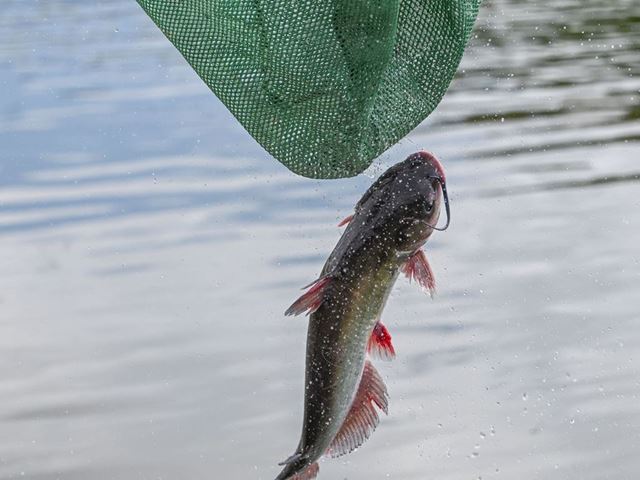 Photo of channel catfish being stocked at Alumni Pond