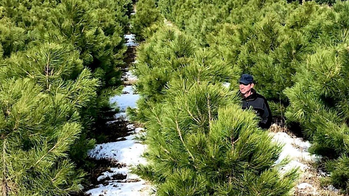 nmsu-studying-ponderosa-pine-tree-seed-sources-for-future-forest-management