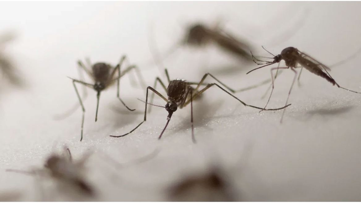 Mosquitoes peak during rainy season, NMSU researcher shares prevention tips