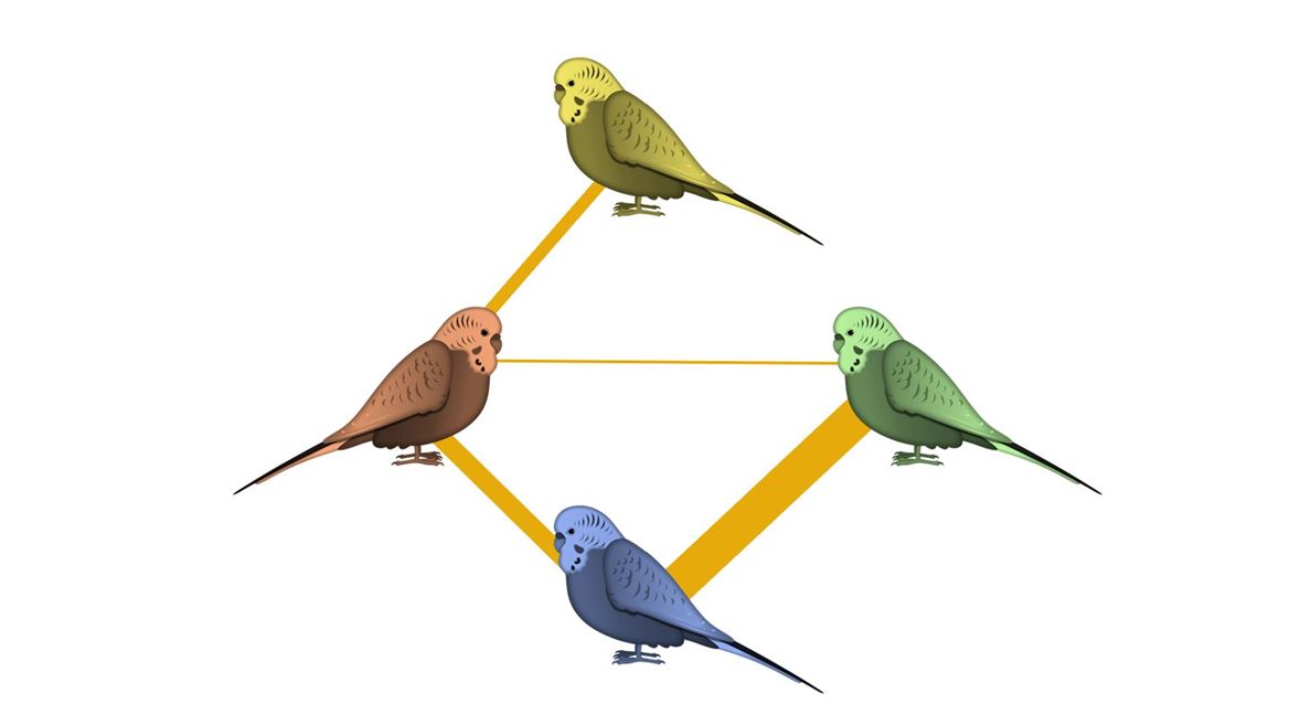 NMSU researchers study older parakeets to find out whether learning declines with age