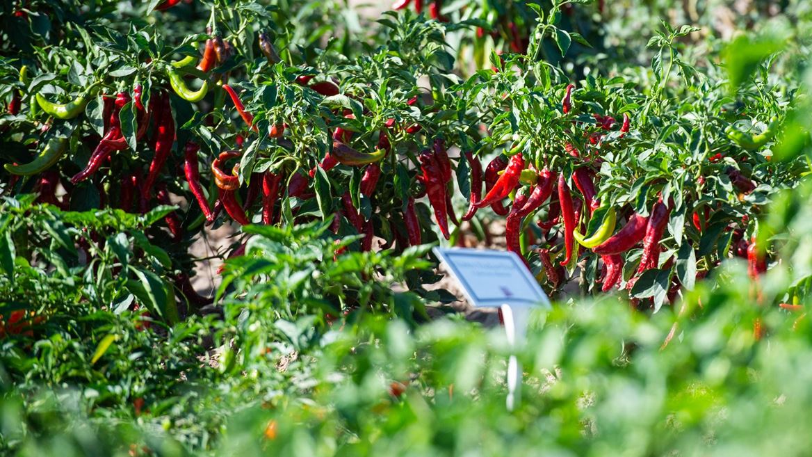 The Fabian Garcia 2021 Field Day September 22 2021 NMSU photo by Josh Bachman