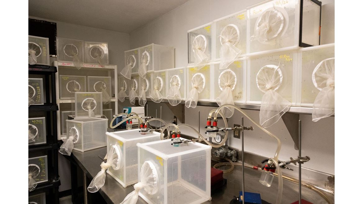NMSU researchers new formula for mosquito food helps stop spread of disease