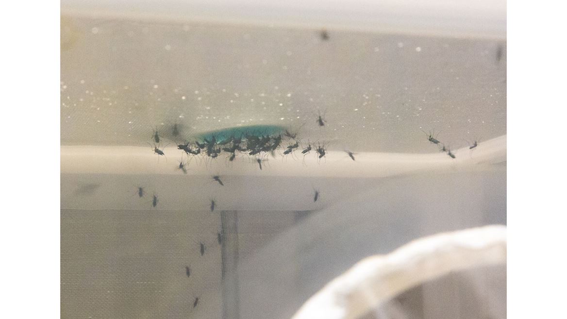 NMSU researchers new formula for mosquito food helps stop spread of disease