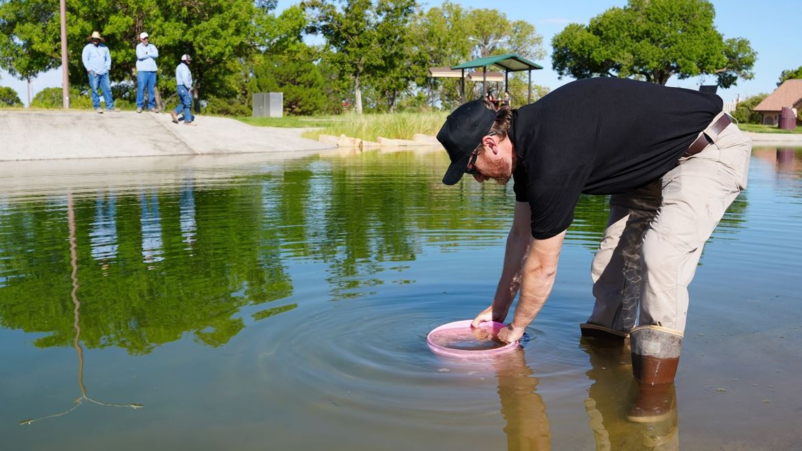 Photo of bluegill and fathead minnow fish being stocked in Alumni Pond