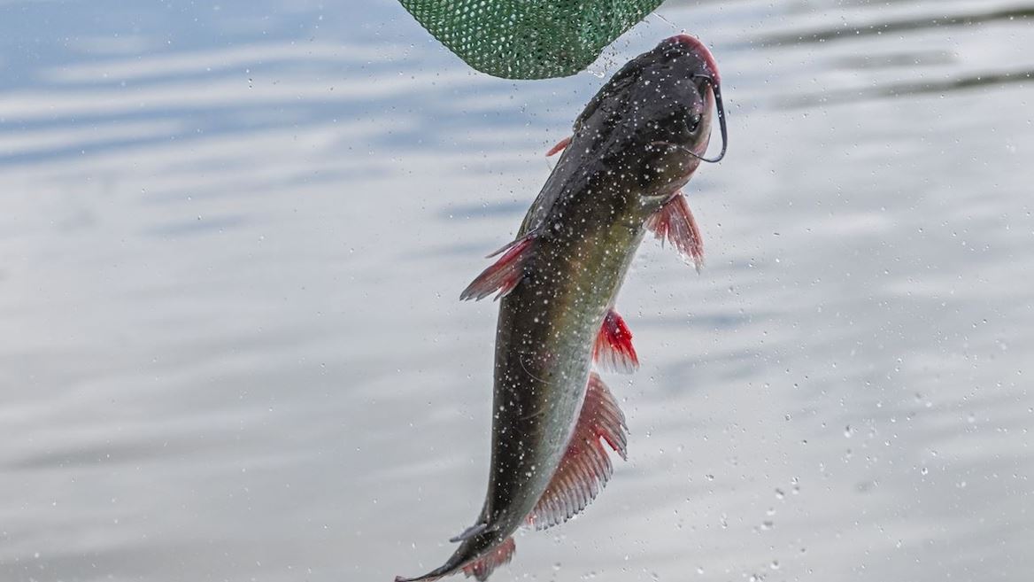 Photo of channel catfish being stocked at Alumni Pond