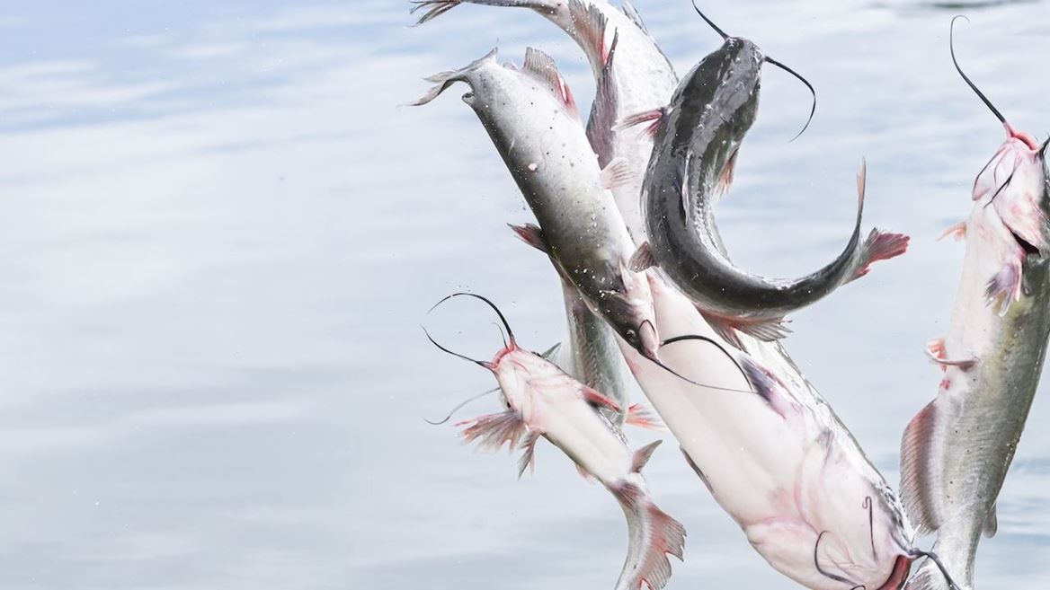 Photo of channel catfish being stocked at Alumni Pond