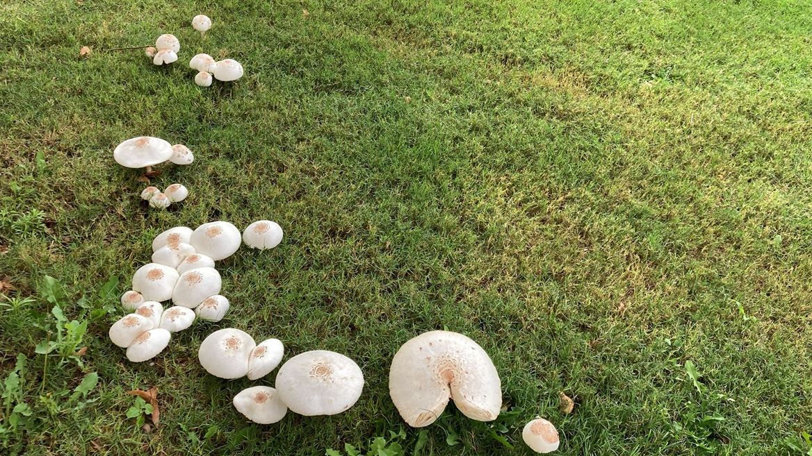 Mushrooms
