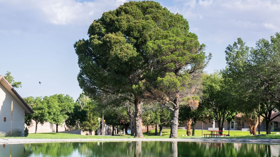 Photo of Alumni Pond 2026