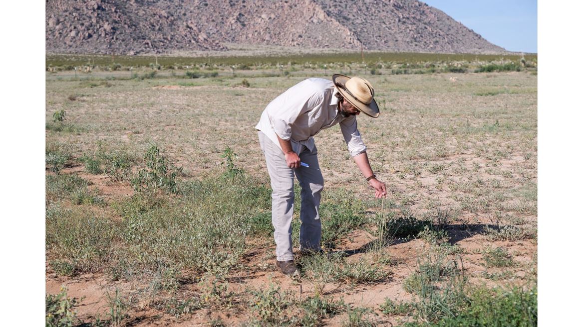DESCRIPTION A man wearing a hat standing in the desert touching a grouping of perennial grass