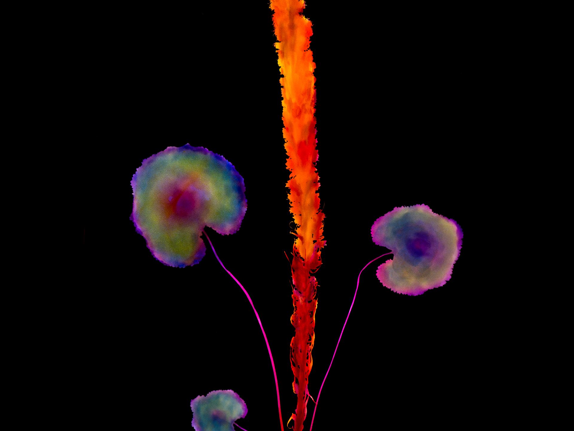 d l p s 20 e 1980 2013